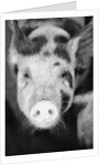 Head of Spotted Pig by Anonymous