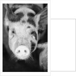 Head of Spotted Pig by Anonymous