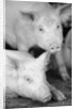 Two Pigs by Anonymous