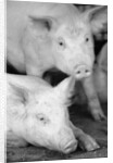 Two Pigs by Anonymous