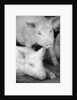 Two Pigs by Anonymous