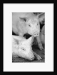 Two Pigs by Anonymous