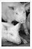 Two Pigs by Anonymous