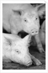 Two Pigs by Anonymous