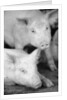 Two Pigs by Anonymous
