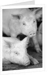 Two Pigs by Anonymous