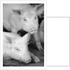 Two Pigs by Anonymous