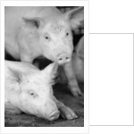 Two Pigs by Anonymous