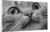 Close Up of Cat's Face by Anonymous