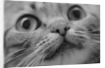 Close Up of Cat's Face by Anonymous