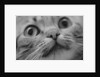 Close Up of Cat's Face by Anonymous