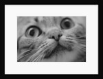 Close Up of Cat's Face by Anonymous