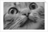 Close Up of Cat's Face by Anonymous