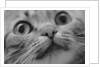 Close Up of Cat's Face by Anonymous