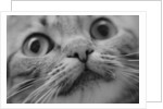 Close Up of Cat's Face by Anonymous