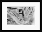 Close Up of Cat's Face by Anonymous