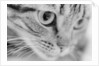 Close Up of Cat's Face by Anonymous