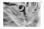 Close Up of Cat's Face by Anonymous