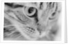 Close Up of Cat's Face by Anonymous