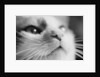 Close-up of Cat's Face by Anonymous