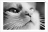 Close-up of Cat's Face by Anonymous