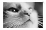 Close-up of Cat's Face by Anonymous