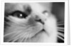 Close-up of Cat's Face by Anonymous