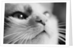 Close-up of Cat's Face by Anonymous