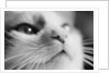 Close-up of Cat's Face by Anonymous