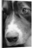 Dog's Nose by Anonymous