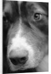 Dog's Nose by Anonymous