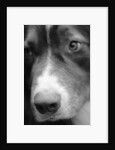 Dog's Nose by Anonymous