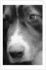 Dog's Nose by Anonymous