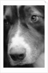 Dog's Nose by Anonymous