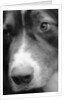 Dog's Nose by Anonymous