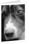 Dog's Nose by Anonymous