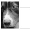 Dog's Nose by Anonymous