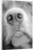 Dog's Nose by Anonymous