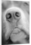 Dog's Nose by Anonymous