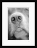 Dog's Nose by Anonymous