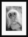 Dog's Nose by Anonymous