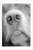 Dog's Nose by Anonymous