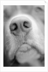 Dog's Nose by Anonymous