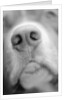 Dog's Nose by Anonymous