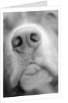 Dog's Nose by Anonymous