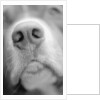 Dog's Nose by Anonymous