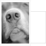 Dog's Nose by Anonymous