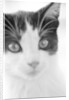 Cat's Head by Anonymous