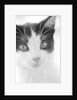 Cat's Head by Anonymous