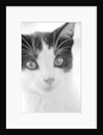 Cat's Head by Anonymous